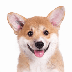 Animal Animation 4